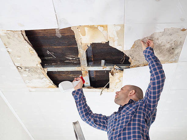 Best Attic Mold Removal  in Sturtevant, WI